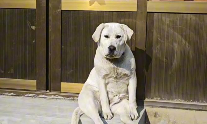 拉布拉多成年需要多长时间？（了解拉布拉多成年的关键阶段和发展时间表）