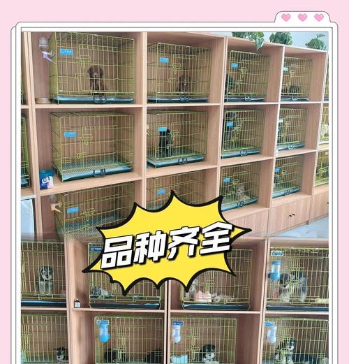 以太原宠物交易市场的热门宠物品种（了解以太原宠物交易市场上最受欢迎的宠物品种及其特点）