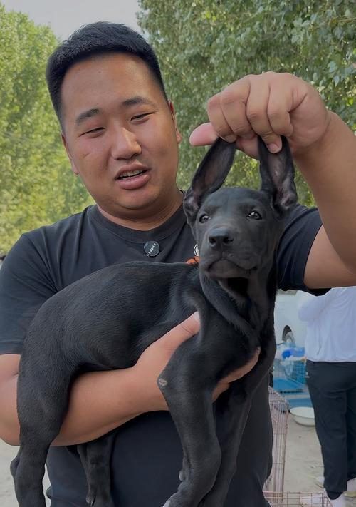 黑狼犬（黑狼犬的危险性及其养殖挑战）