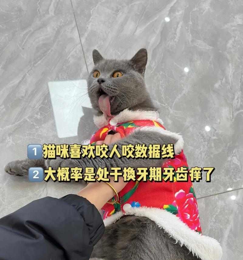 猫咪磨牙期有多久？（探讨猫咪磨牙期的持续时间及影响）