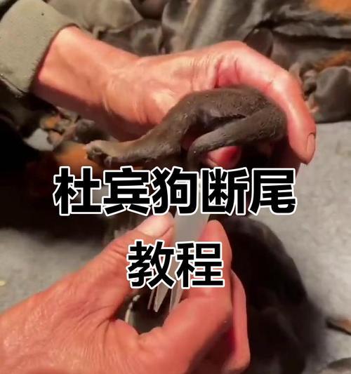 小狗断尾（探讨小狗断尾后的康复时间和注意事项）