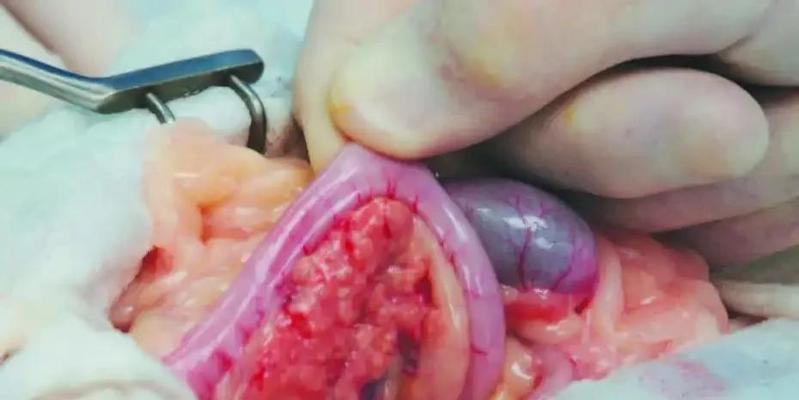 猫咪常见的癌症及预防方法（猫咪健康关注，预防癌症从现在开始）