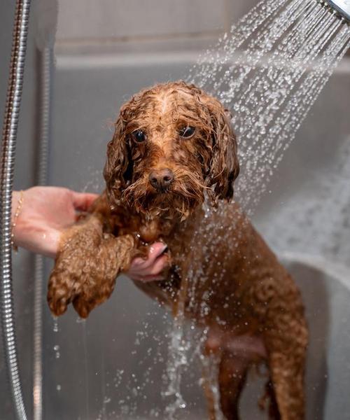 狗狗拉稀5天不吃不拉，用猫砂治疗是否可行？（探究主人在狗狗拉稀问题上使用猫砂的有效性）