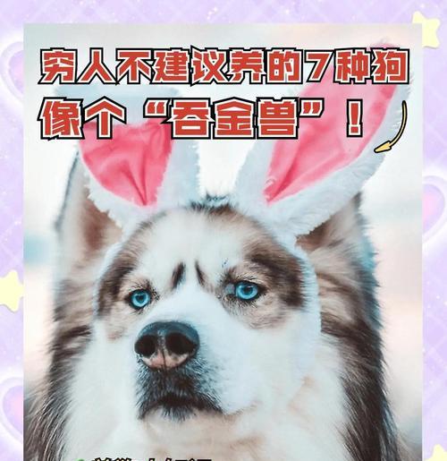 养狗首选的8种便宜、好养的狗品种（经济实惠又容易照顾，你更喜欢哪种？）