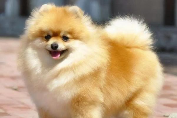 价格实惠的宠物狗推荐（寻找可爱宠物狗的经济选择）