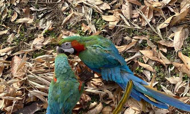 鹦鹉饮食及生存（揭秘鹦鹉能否长时间不进食的真相）