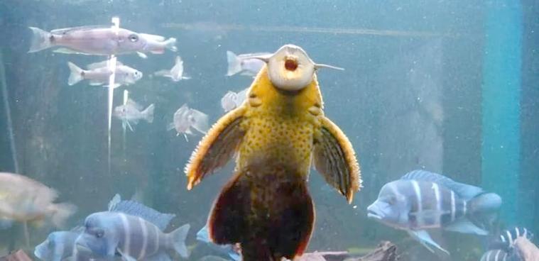 以鱼缸清道夫有哪些品种（了解鱼缸清道夫的不同品种及其特点）