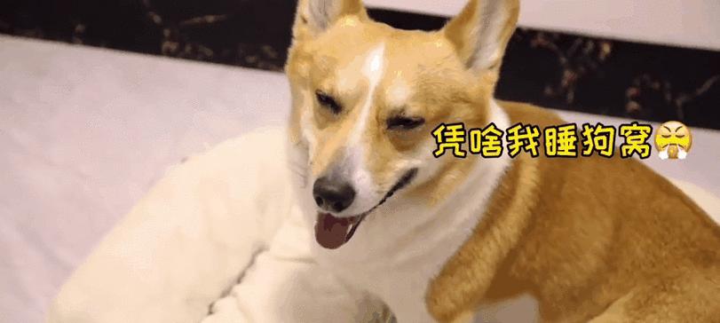 为什么狗狗不喜欢睡在狗窝里？（狗心作祟还是真的不喜欢？）