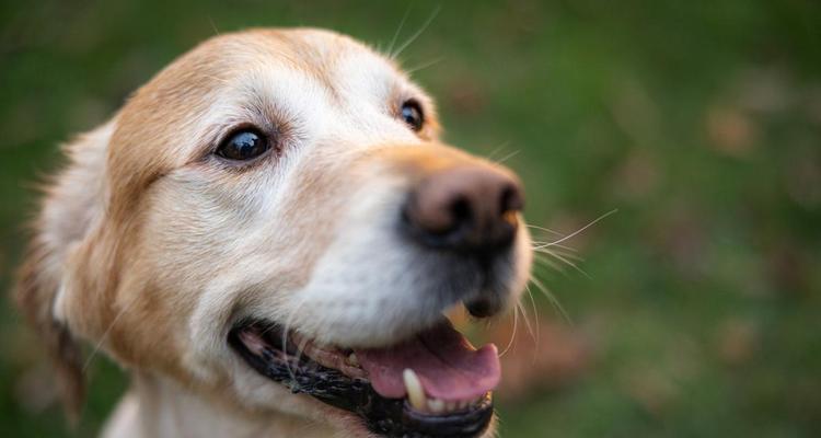 狗狗吐舌的原因及散热方式（探秘狗狗为何会吐舌头以及如何散热）