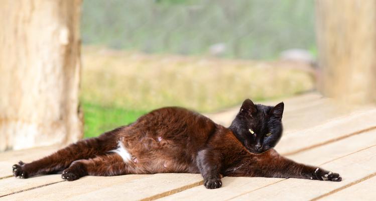 揭秘猫咪受孕的症状（了解猫咪受孕前的征兆和表现，让它们的生育健康无忧）