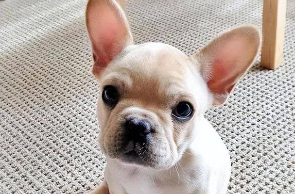 狗子嗅觉的超凡能力（揭秘狗子嗅觉的神奇之处——一个解读）