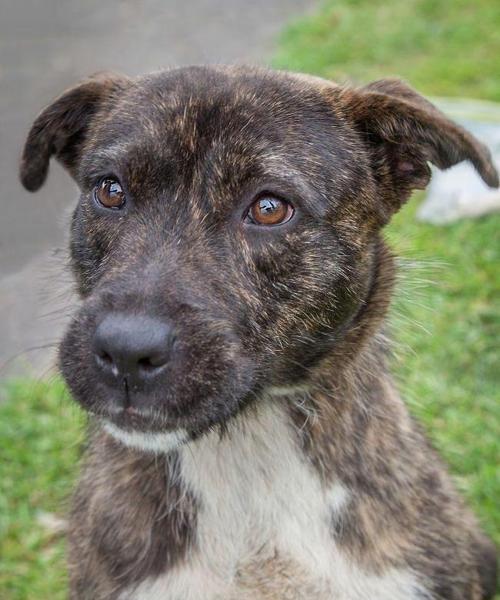 白龙古老犬种（白龙古老犬种的特点与训练技巧）