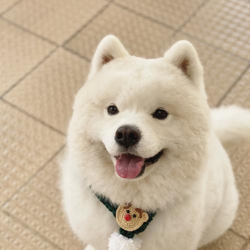 室外宠物的选择与养护（探索不同室外宠物的魅力，分享合理的养护方法）