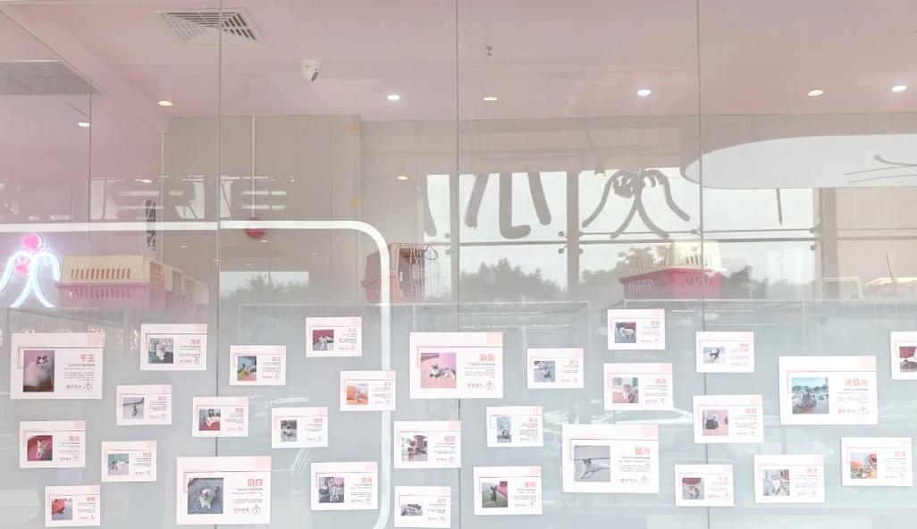 宠物店员工培训的重要性（如何提高宠物店员工的专业能力）