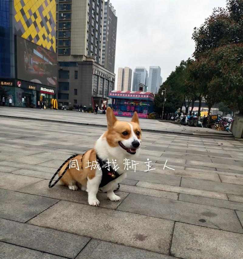 毛孩子的运动需求（了解你的犬宝贝）