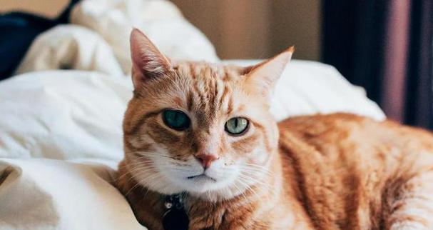 猫咪为何拥有厚毛却害怕寒冷？（解析猫咪寒冷感知机制及其毛发结构特点）