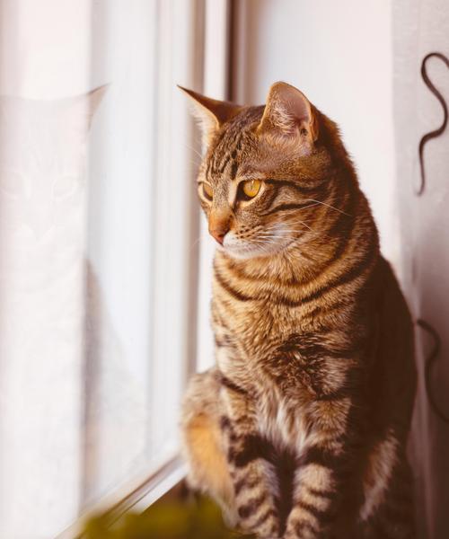 猫咪咳嗽的十个致命原因（保护您的猫咪免受咳喘威胁）