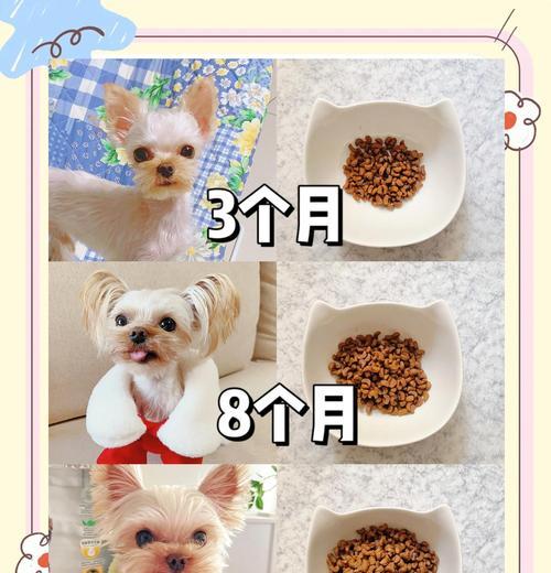 金毛配种后多久可以看出怀孕情况（从交配到妊娠，金毛犬的孕育周期及可观察的体征）