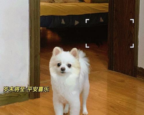 以俊介的毛发护理频率探析（毛发剪裁的关键与技巧）