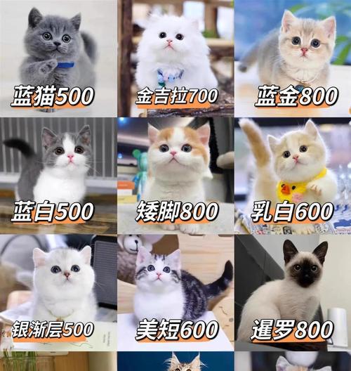 宠物养哪些品种合适？（了解不同宠物品种，选择适合的宠物伴侣）