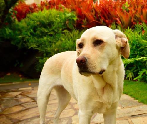 拉布拉多的性格特点（忠诚友善、温顺活泼的拉布拉多犬）