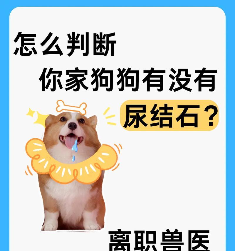 预防狗狗尿路细菌感染的重要性（尿频、尿疼、无故失禁，提早预防尿路细菌感染是关键）