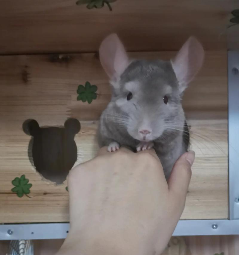 新生龙猫何时睁眼？（探究龙猫的眼睛发育过程及关键因素）