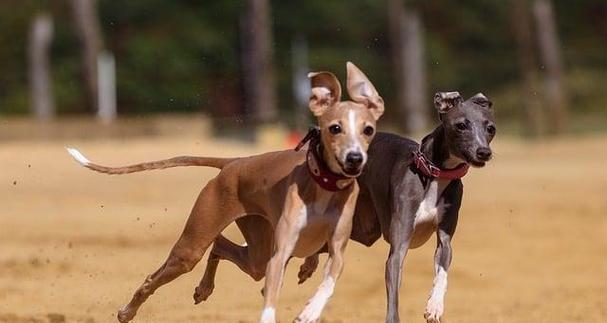 灵缇犬（不可思议的速度与温柔性格的完美结合，灵缇犬让你惊叹！）