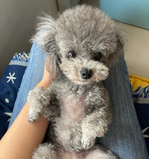 泰迪犬的配种知识——让你的宠物健康繁衍（掌握正确的配种时机，给泰迪犬带来健康后代）