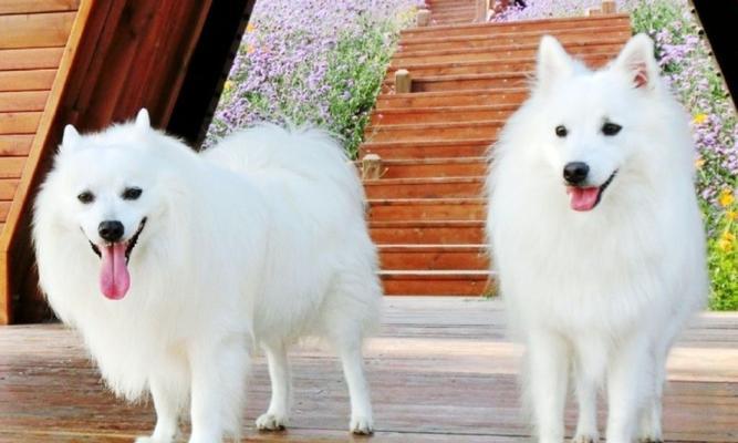 银狐犬的价格及喂养训练方法（银狐犬价格分析、喂养训练要点一网打尽）