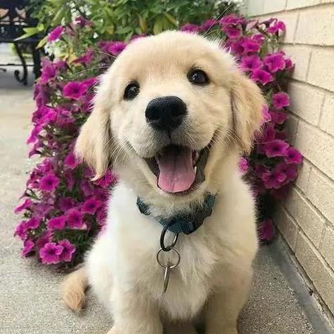 明星与金毛犬的深情之恋（名人圈里的金毛宠儿们）