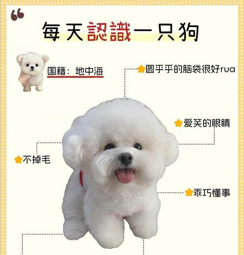 比熊感冒到底需要多久才能痊愈？（探索比熊感冒的痊愈时间和关键因素）