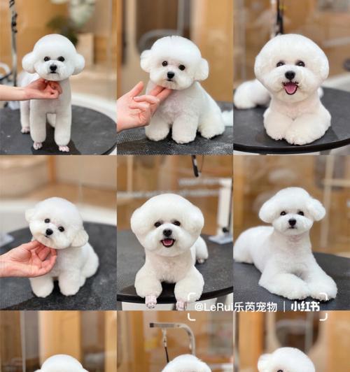 探秘比熊美容的关键步骤与技巧（打造宠物比熊的无可挑剔之美）
