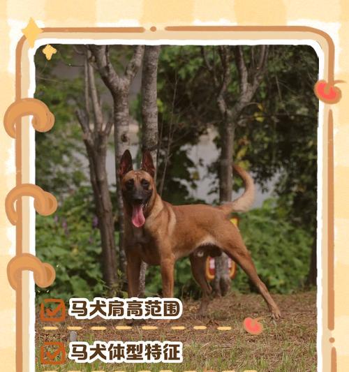 正宗马犬（探索正宗马犬的社交特征及其重要性）