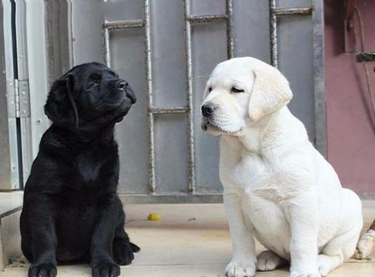 拉布拉多狗性成熟所需时间（探究拉布拉多狗性成熟的时间周期及影响因素）