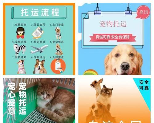 猫咪托运的费用和交通工具选择（了解猫咪托运的费用和可选交通工具，为宠物旅行提供便利）