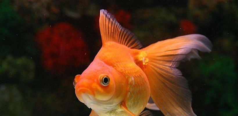 小金鱼的特点与习性（探究小金鱼的生活习性与特征）