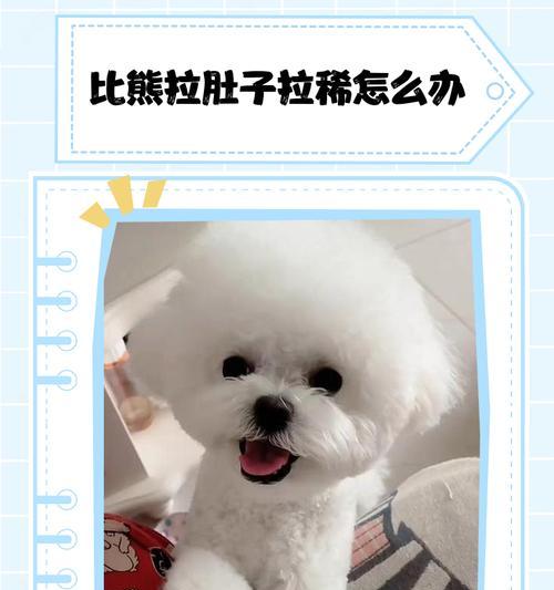 比熊吃饭与排便的时间关系（以比熊吃了饭多久拉便便为主题的研究）