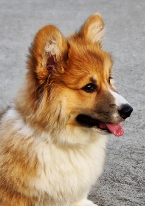 棕色小狗的世界（探索可爱的棕色小狗们）