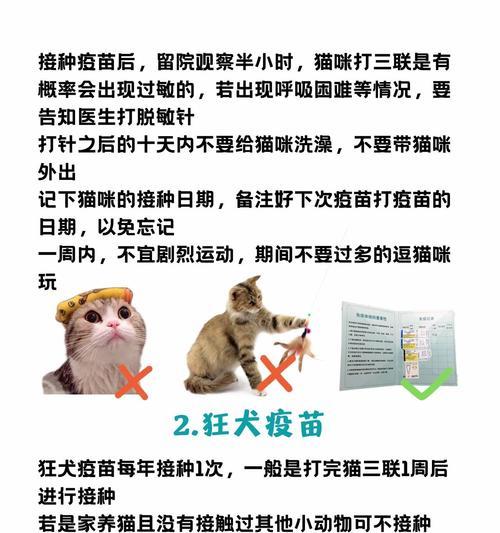 猫咪打疫苗后何时可以洗澡？（洗澡时间与猫咪健康的关键）