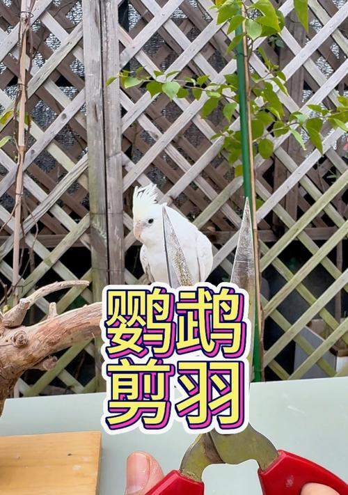 鹦鹉剪羽毛后多久能长出来？（了解鹦鹉羽毛生长周期及注意事项）