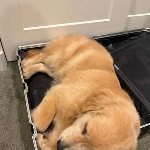 金毛成长日志（探索金毛的成长之路，教你正确饲养宠物狗）