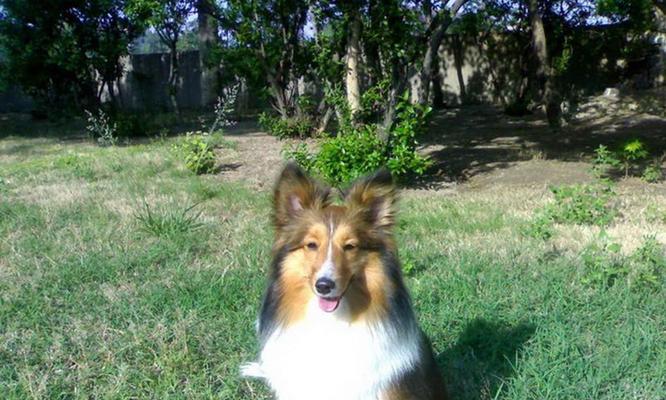 喜乐蒂（探索喜乐蒂的关键要素，享受健康与快乐生活的秘诀）