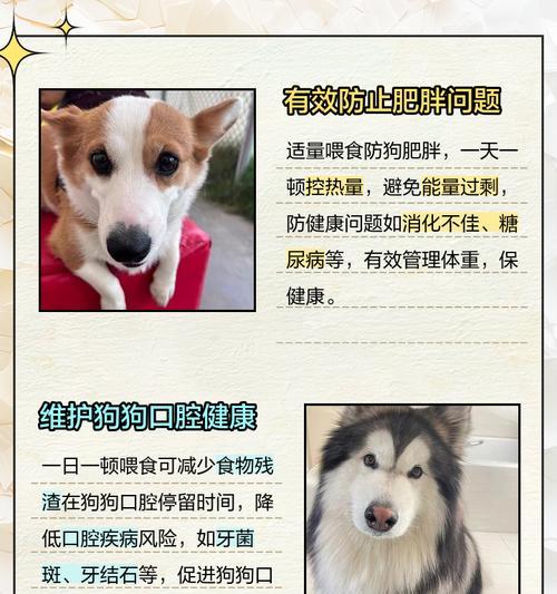 如何科学喂养6个月大的狗？（养狗专家分享关于6个月大狗狗饮食的建议）