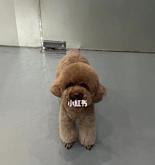 如何让泰迪狗狗乖乖修毛美容（解决泰迪狗狗修剪美毛时乱动不听话的问题）