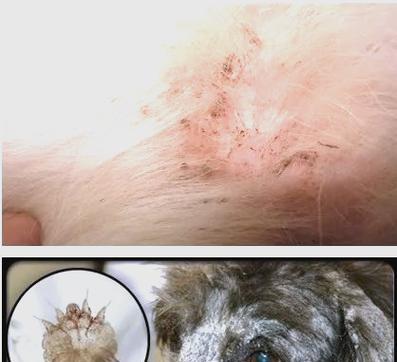 了解狗狗皮肤虫的常见症状（狗狗皮肤虫引发的身体变化及相关特征）