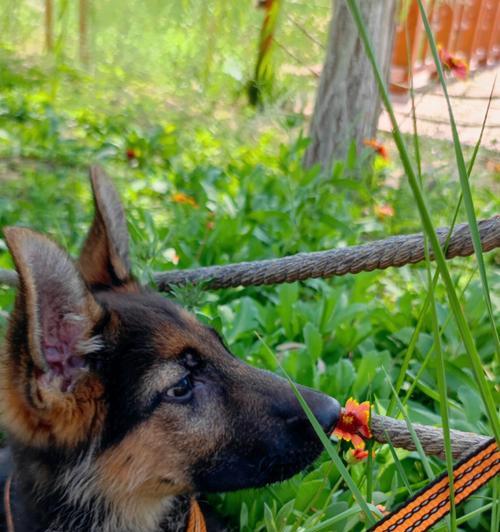 以德牧配完多久下奶（探究德牧配完后产奶时间及相关影响因素）