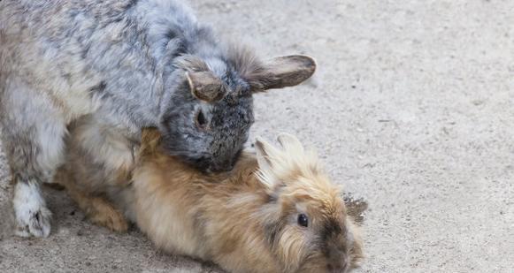 兔子流产后多久能再次配种？（探讨兔子流产后的繁殖间隔时间和注意事项）
