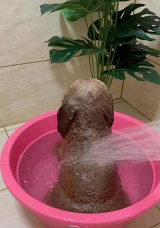 泰迪洗澡时间及注意事项（掌握泰迪洗澡的最佳时机与方法，让它保持清洁与健康）