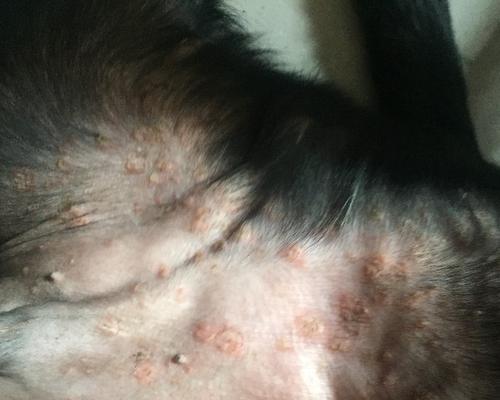 拉布拉多的常见皮肤病及防治方法（了解拉布拉多的皮肤问题，为它们提供全面护理）